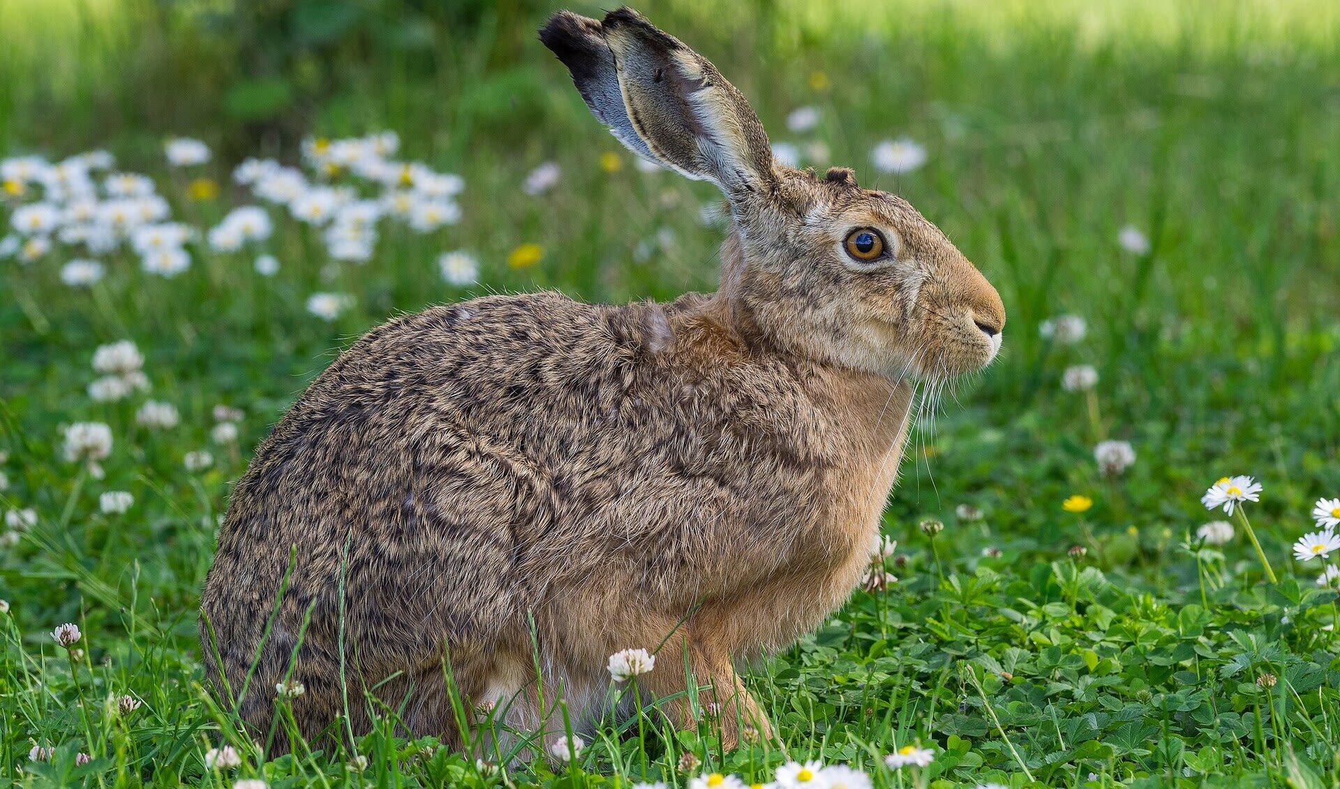 Lagomorpha Lagomorphs facts, distribution & population BioDB